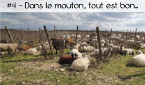 image Croquons_garrigue4.png (2.0MB)