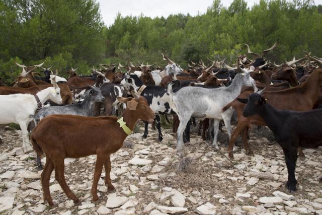 chevres-Rove-garrigue-JW24