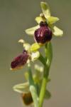 OPHRYS Arachnitiformis_Bruno_Fadat