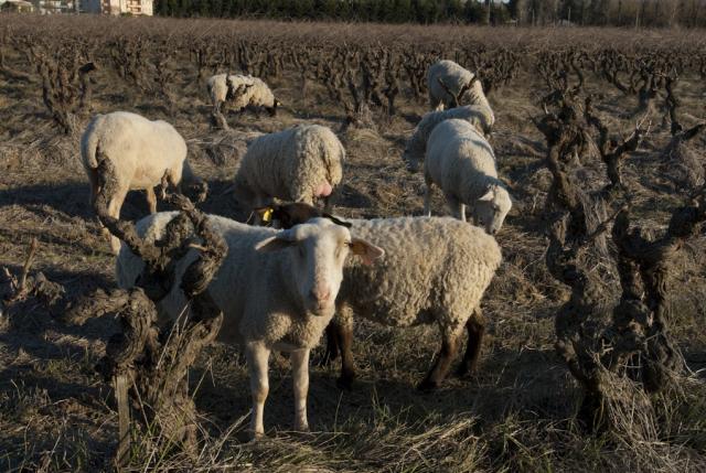 moutons-Sommieres-JW04