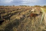 moutons-vigne-Sommieres-JW-acc