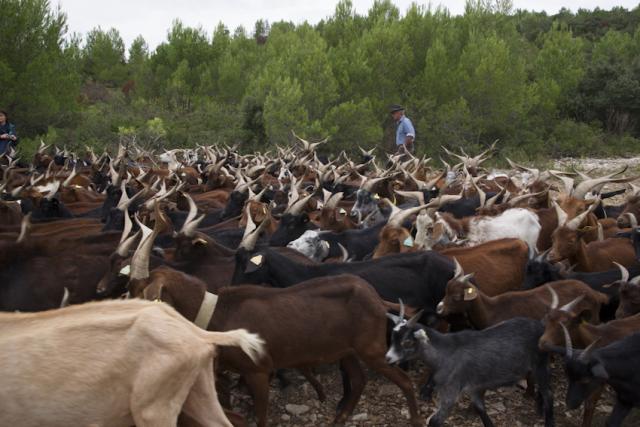 chevres-Rove-garrigue-JW27