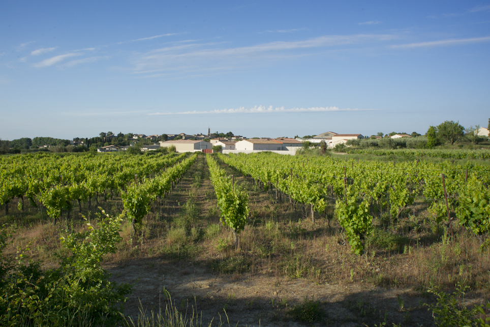 village-vigne-St-Genies-Mourgues-JW04