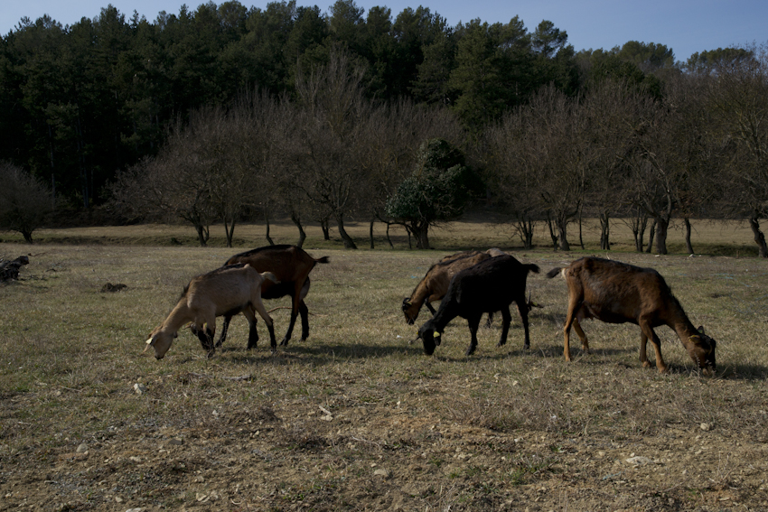 chevres-Lussan-JW06