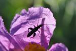 Oedéméride en ombre chinoise sur une fleur de ciste