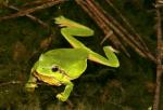 Rainette méridionale - Hyla meridionalis-20110412-398