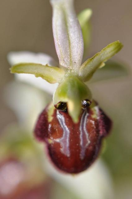 Ophris de Mrseille (Ophris massiliensis)