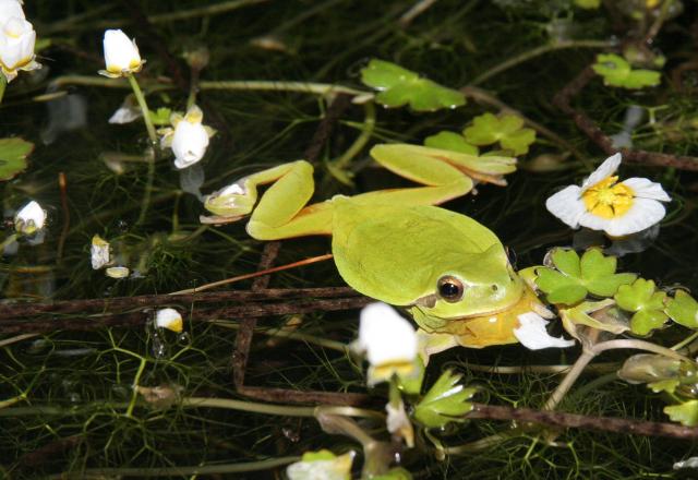 Rainette méridionale - Hyla meridionalis-20110413-420