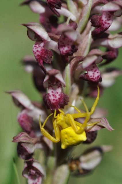 orchis parfumé et thomise vacia jaune_Bruno_Fadat