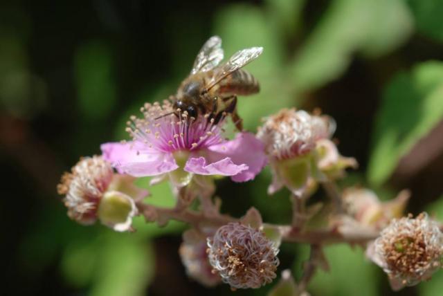 abeille sur une fleur de ronce