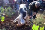 Fête de la truffe à Saint-Jean-de-Buèges