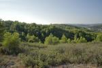 garrigue-pinede-Grabels-JW