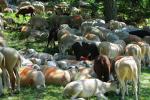 Fête de la transhumance à l'Espérou - 2