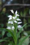 Cephanlathera longiflora_Bruno_Fadat