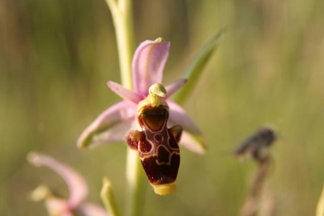 Ophrys scolopax-Ophrys bécasse-Saint jean de fos 04-05-2011 19-37-43