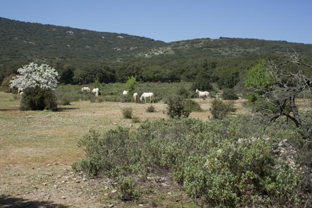 chevaux-garrigue-Cournonterral-JW02