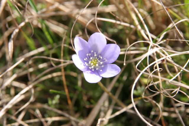 Hepatique trilobée - Hepatica nobilis-20110412-316