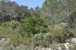 Garrigue 002