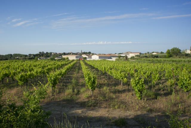 village-vigne-St-Genies-Mourgues-JW04