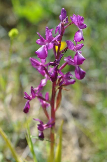 orchis à fleurs laches