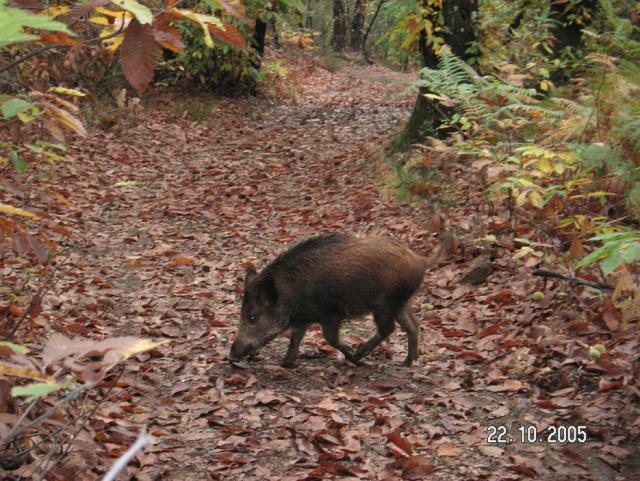 Sanglier Sus scrofa_pt-DI