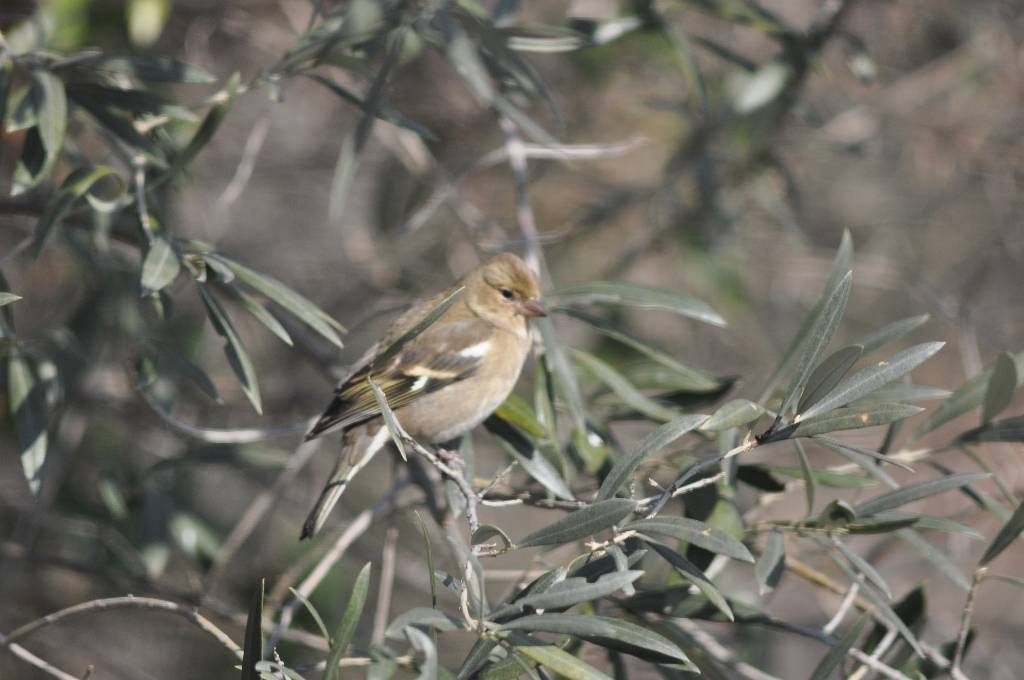 pinson des arbres femelle 004