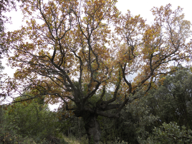 chene-blanc-tetard-source-Lez-OdL