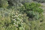 Garrigue 001