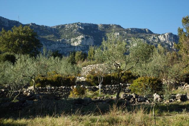 Olivette devant la Séranne à Saint-Jean-de-Buèges