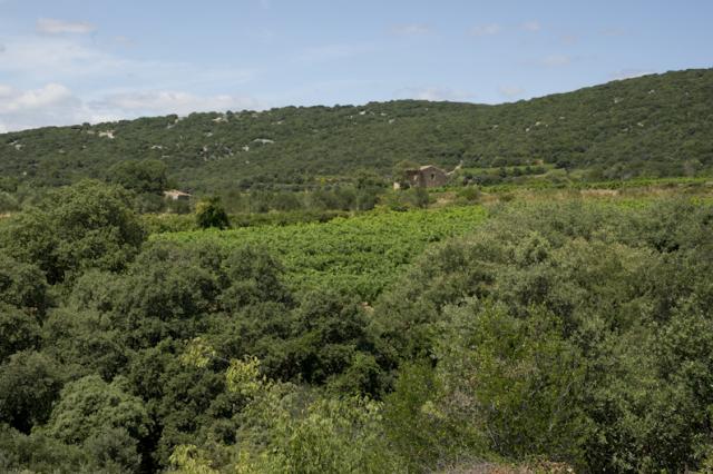 vigne-en-garrigue-JW02