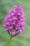 Anacamptis pyramidalis_Bruno_Fadat