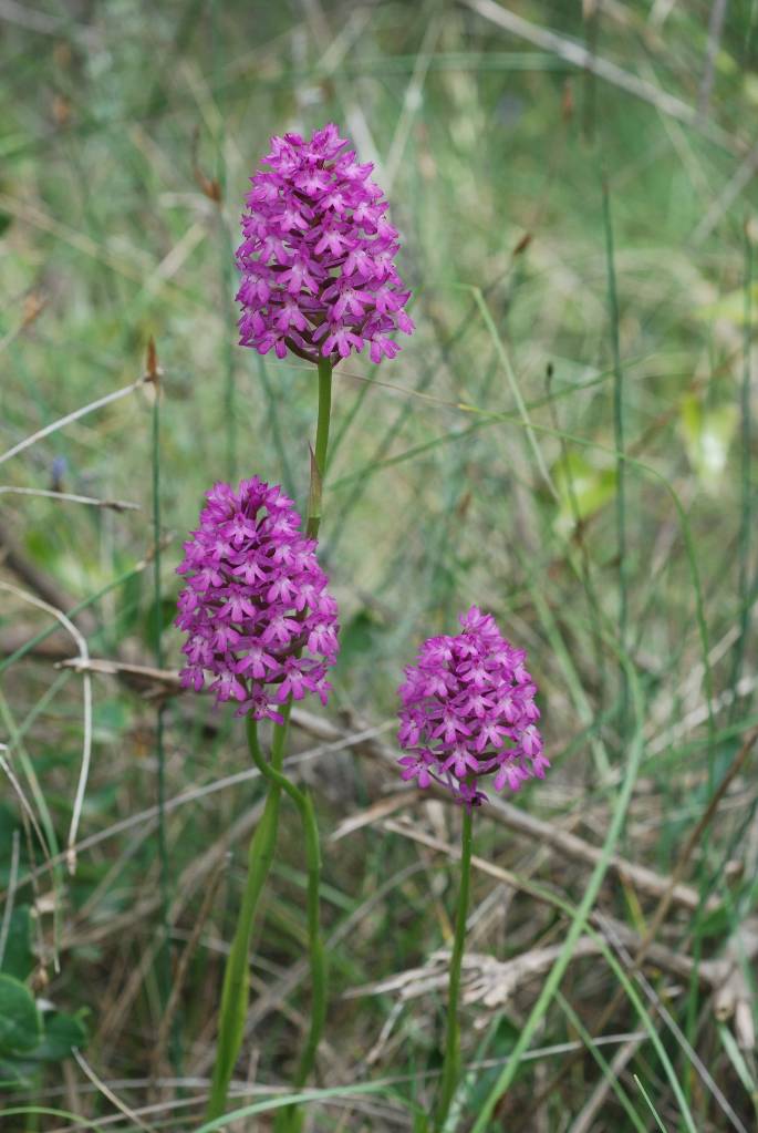 anacamptis pyramidalis 1_Bruno_Fadat