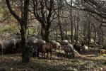 moutons-foret-JW16