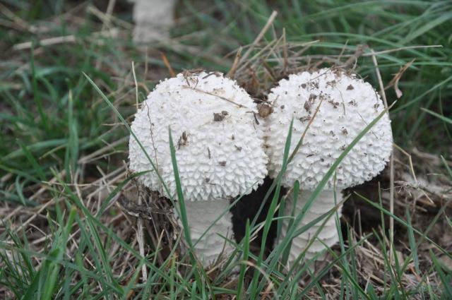 Lèpiote pudique  Leucoagaricus leucothites