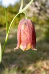 Fritillaire des Pyrénées - Fritillaria pyrenaica-20110412-376