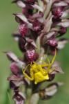 orchis parfumé et thomise vacia jaune_Bruno_Fadat