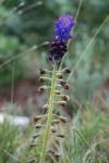 Muscari à toupet