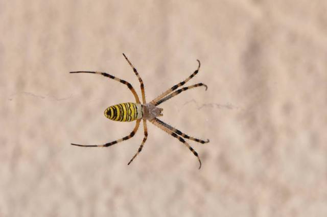 L'argiope lobée ou Epeire soyeuse (Argiope lobta)_Bruno_Fadat