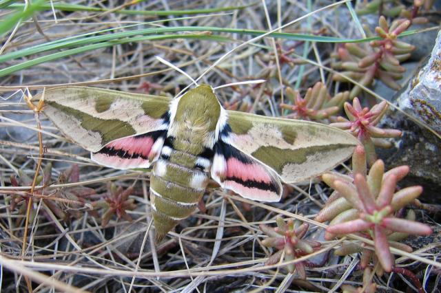 Sphinx de l'euphorbe