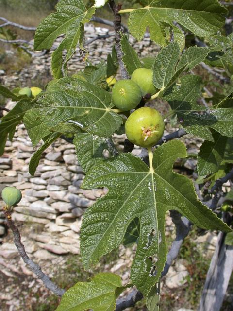 Figues-JW-acc