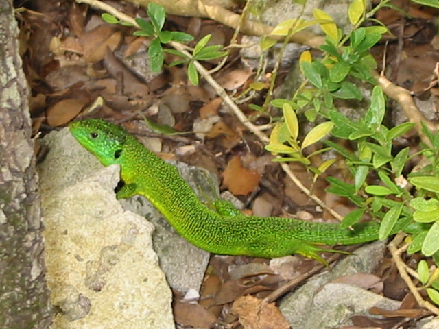 lézard-vert_JM_Ourcival