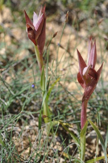 serapias à lab allo