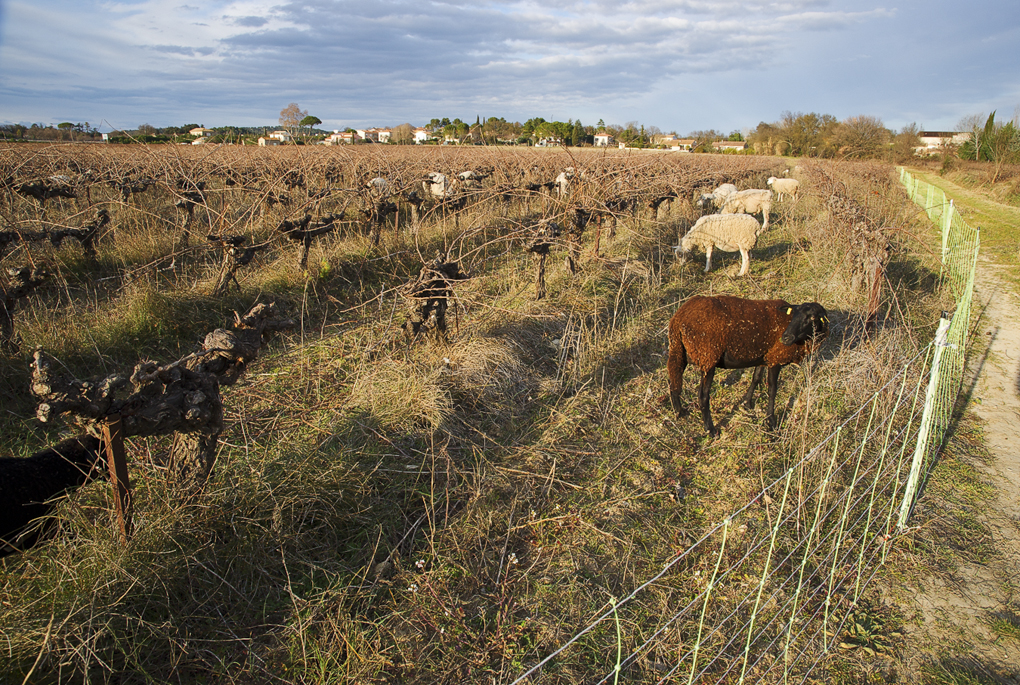 moutons-vigne-Sommieres-JW-acc