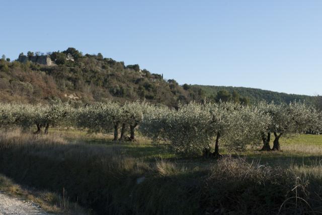 olivette-garrigue-Montmirat-JW02