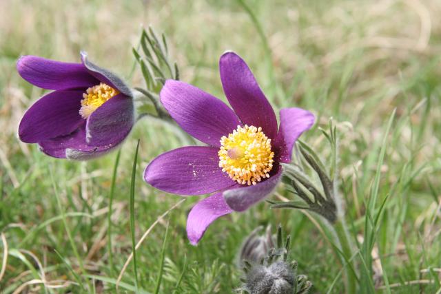 Anémone pulsatille tardive - Pulsatilla rubra-20110412-303