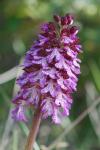 ORCHIS Purpurea_Bruno_Fadat