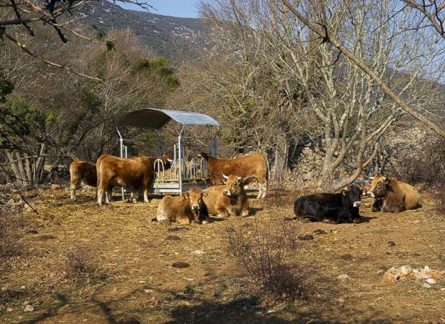 vaches-Aubrac-Bueges-JW04b-acc