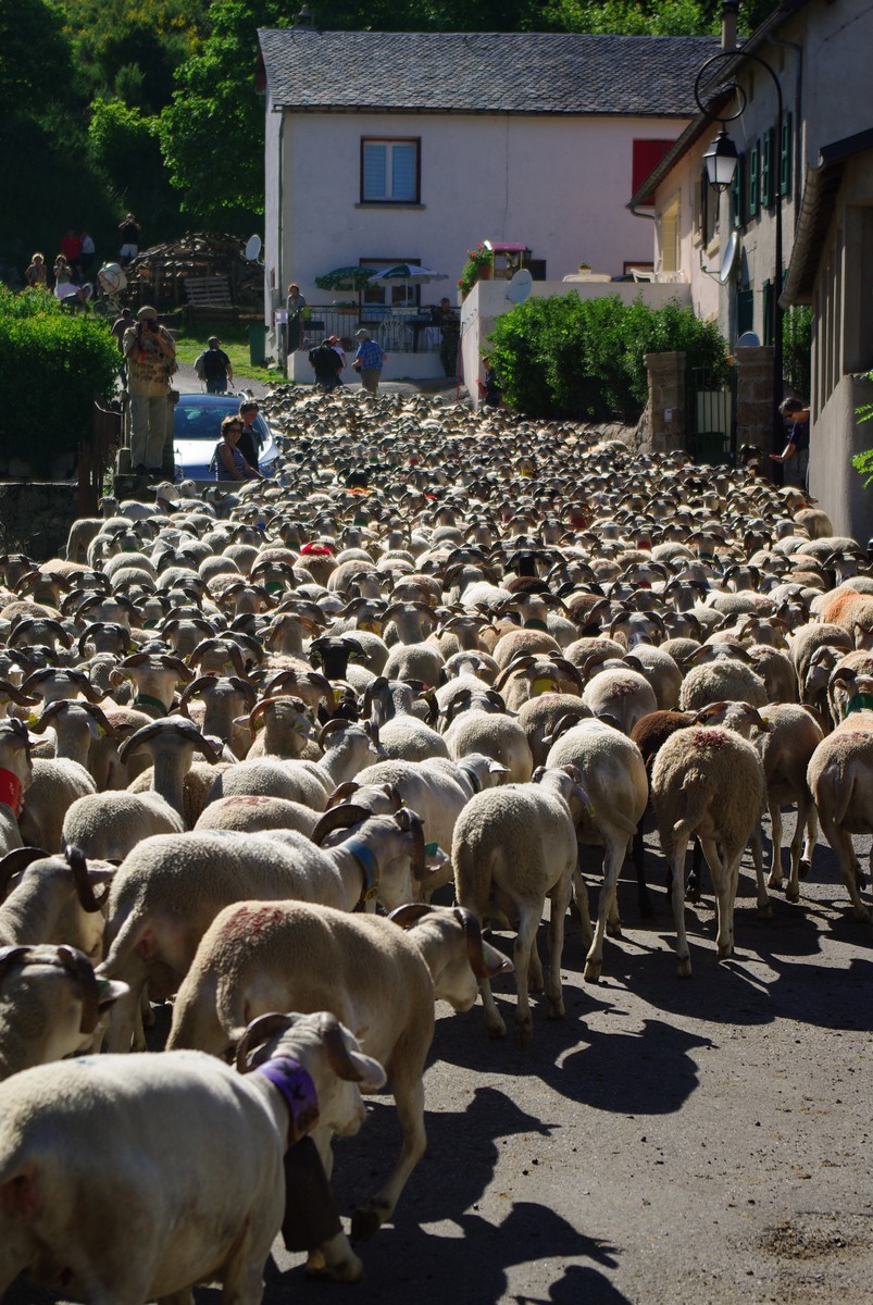 Fête de la transhumance à l'Espérou - 4