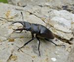 Lucanus-cervus-hf-JW07-acc