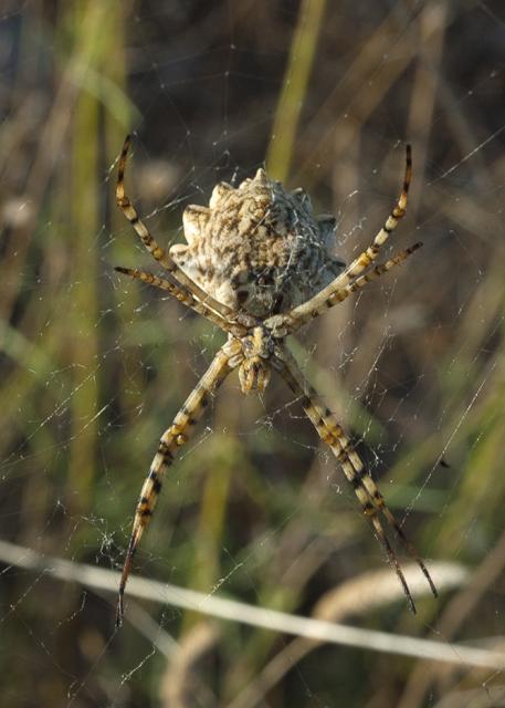 Argiope-loba-JW09-acc